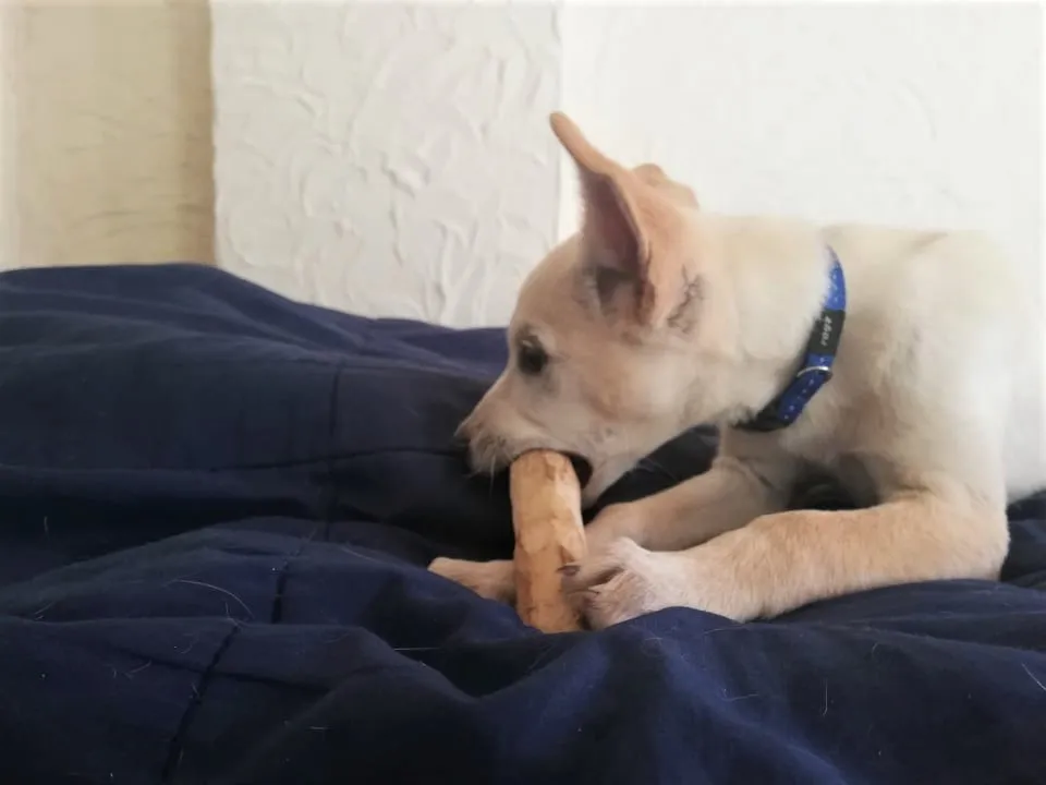 Max, a young puppy, intently chewing on a Wildfang Natural Chewing Stick