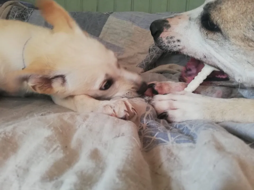 Max and Kay, a golden retriever, chewing on a white Rosewood Nylon Dog Chew