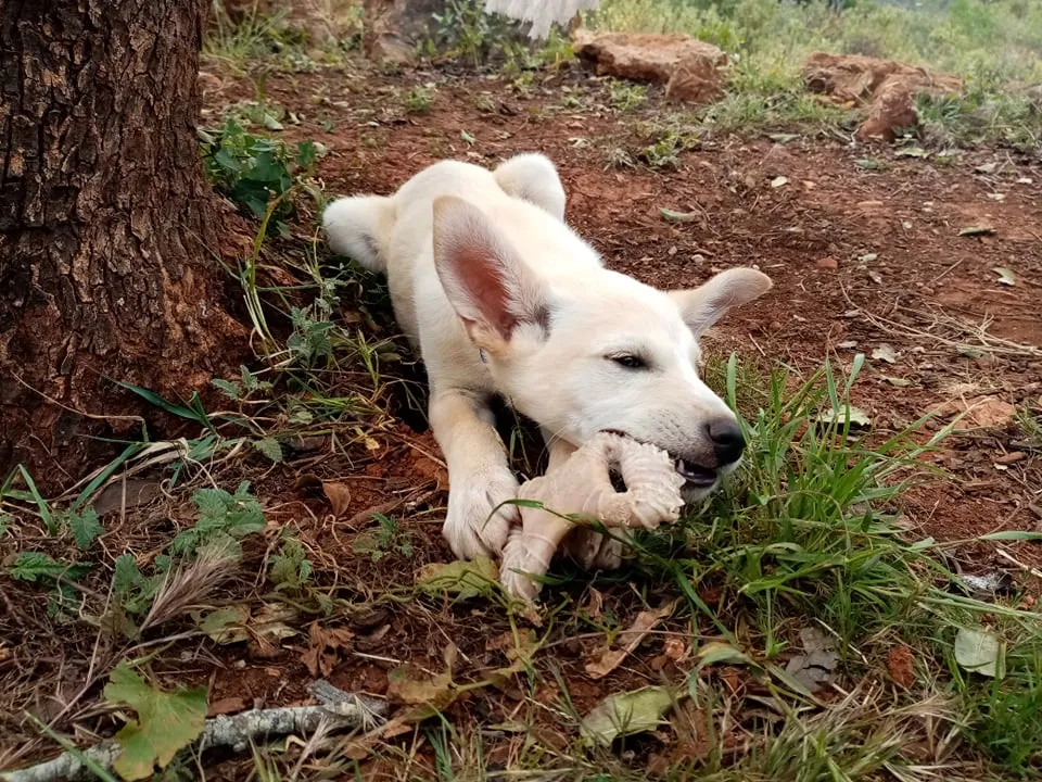 Max chewing on a Benebone Puppy Dental Chew with visible ridges