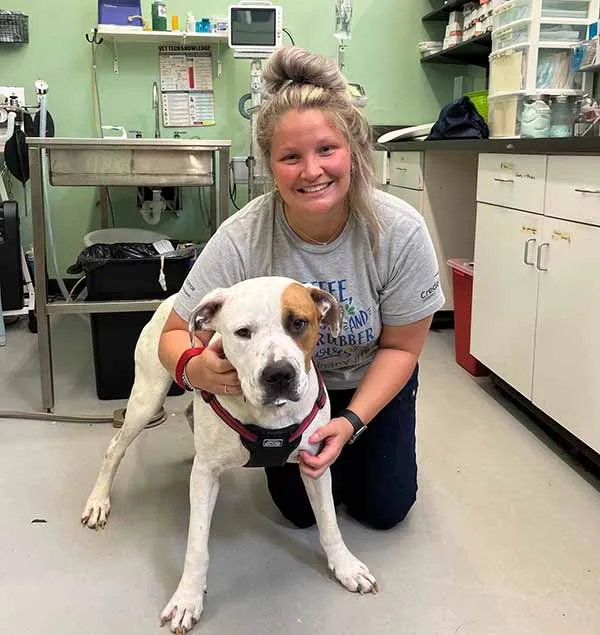 Max receiving a heartworm treatment injection from a vet at PRCKC