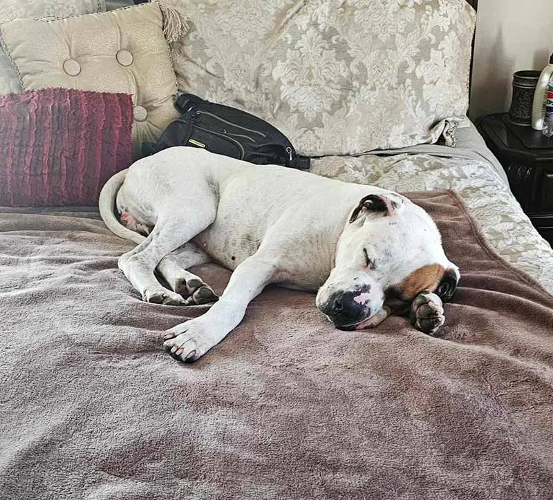 Max taking a peaceful nap on a dog bed