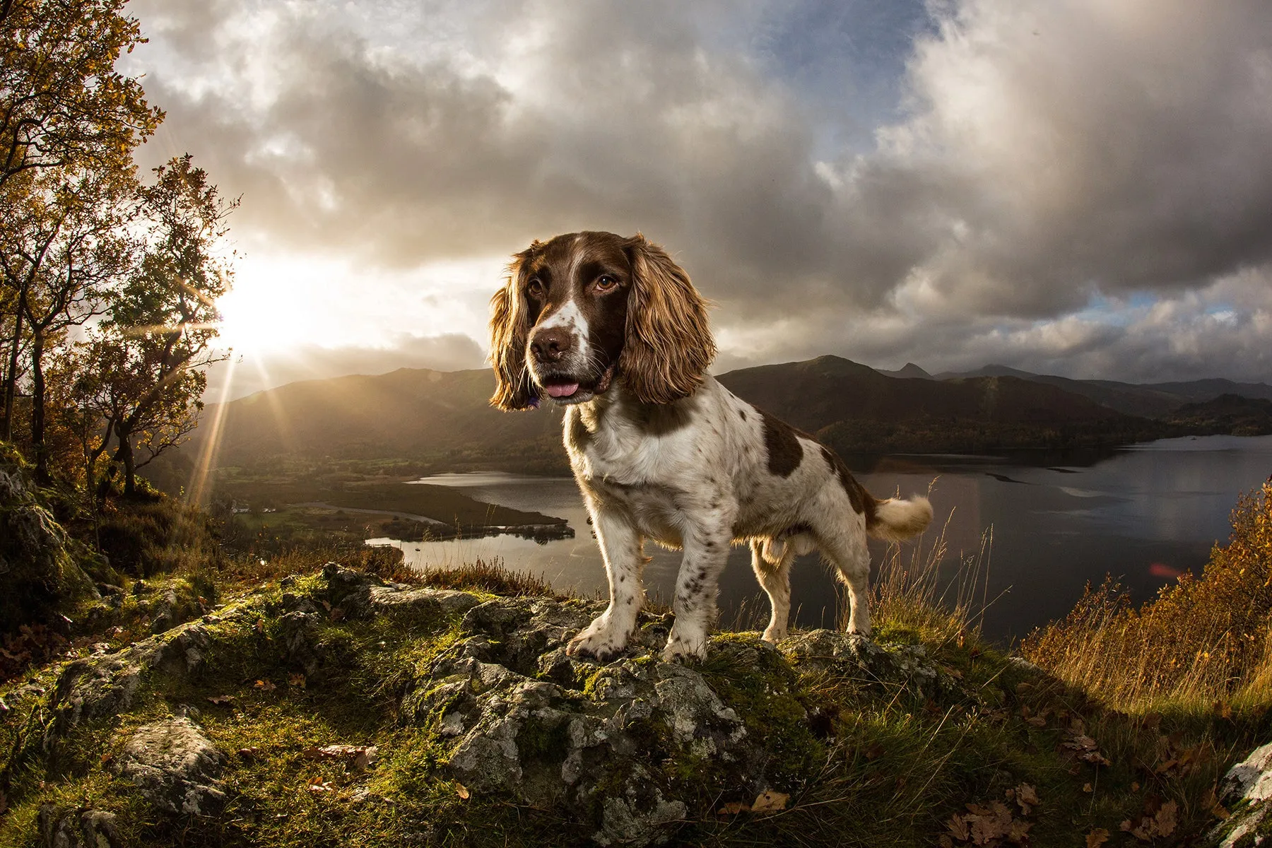 Max the dog stands majestically atop a rock formation overlooking a serene lake and hills.