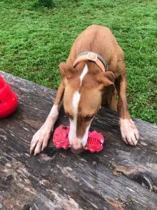 Maya, a dog, looking at the Hetoo dental toy