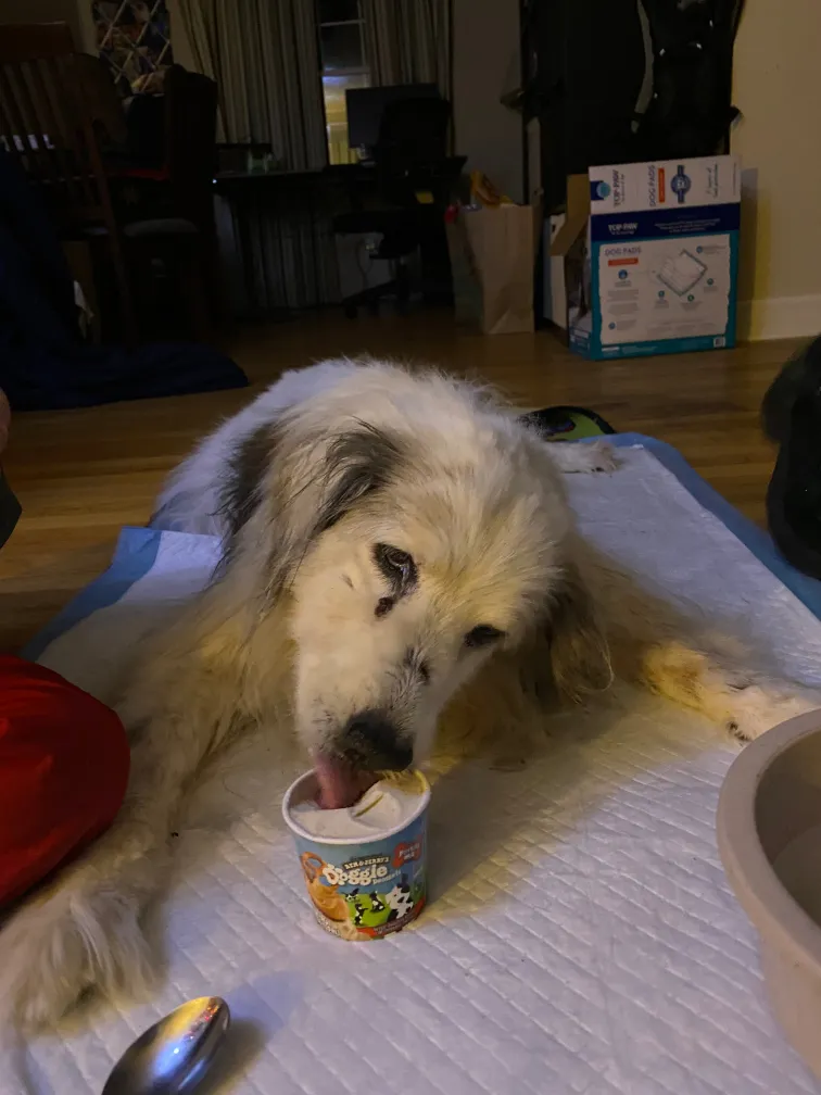 Maya enjoying a pup cup of ice cream, showing pure contentment