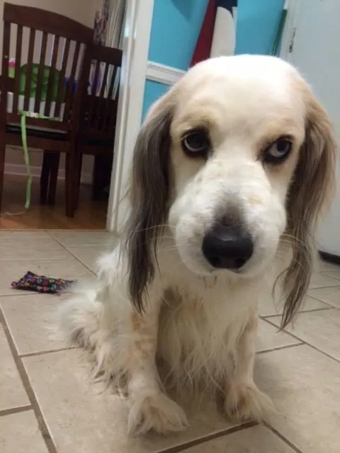 Maya the dog with a swollen mouth after a bee sting, showing her gentle nature in a curious incident