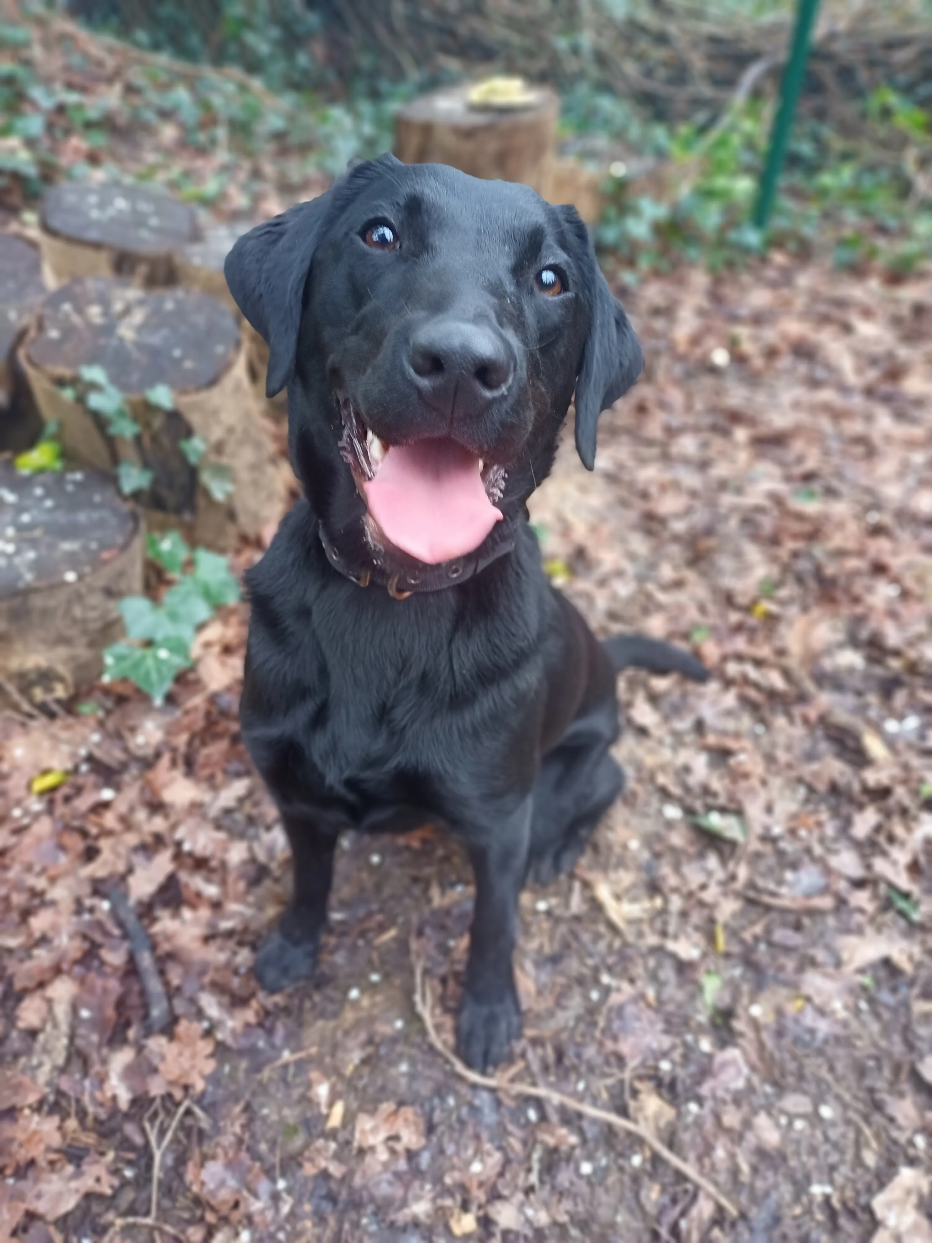 Maybel, a happy dog, resting peacefully after a fun day at Daily Dog Digs daycare