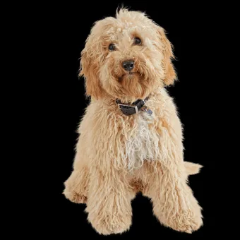 Medium Golden Doodle dog with a tidy and soft coat after a groom
