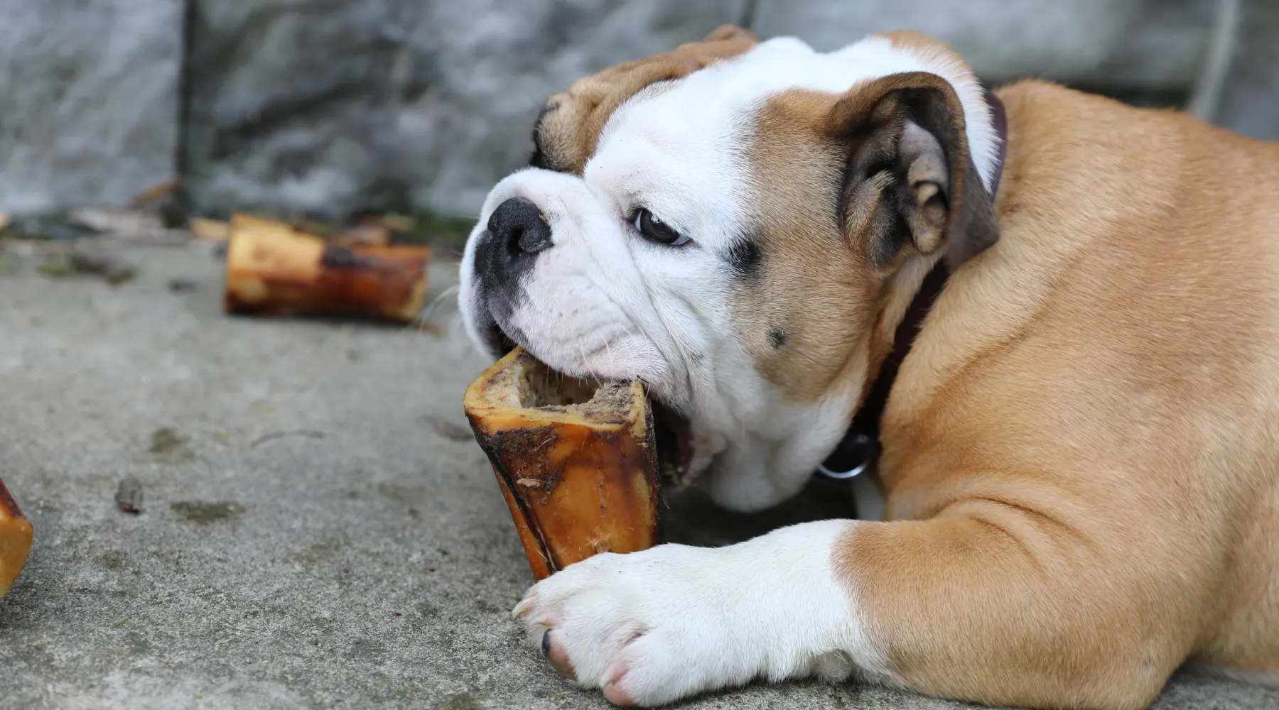 Medium-sized natural marrow bone for moderate to aggressive chewers