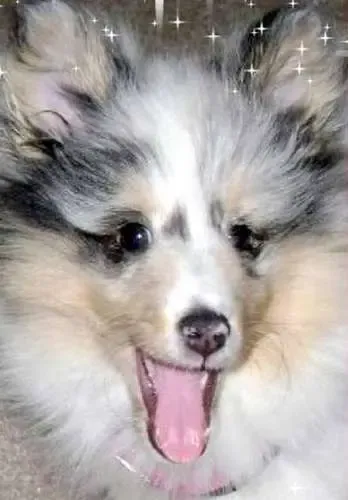 Meg, a Sheltie puppy, sitting playfully with festive accessories, capturing a moment from 2008