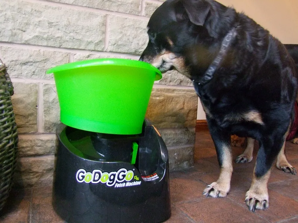 Mia, the Rottweiler, curiously observing the GoDogGo automatic ball launcher in an indoor setting