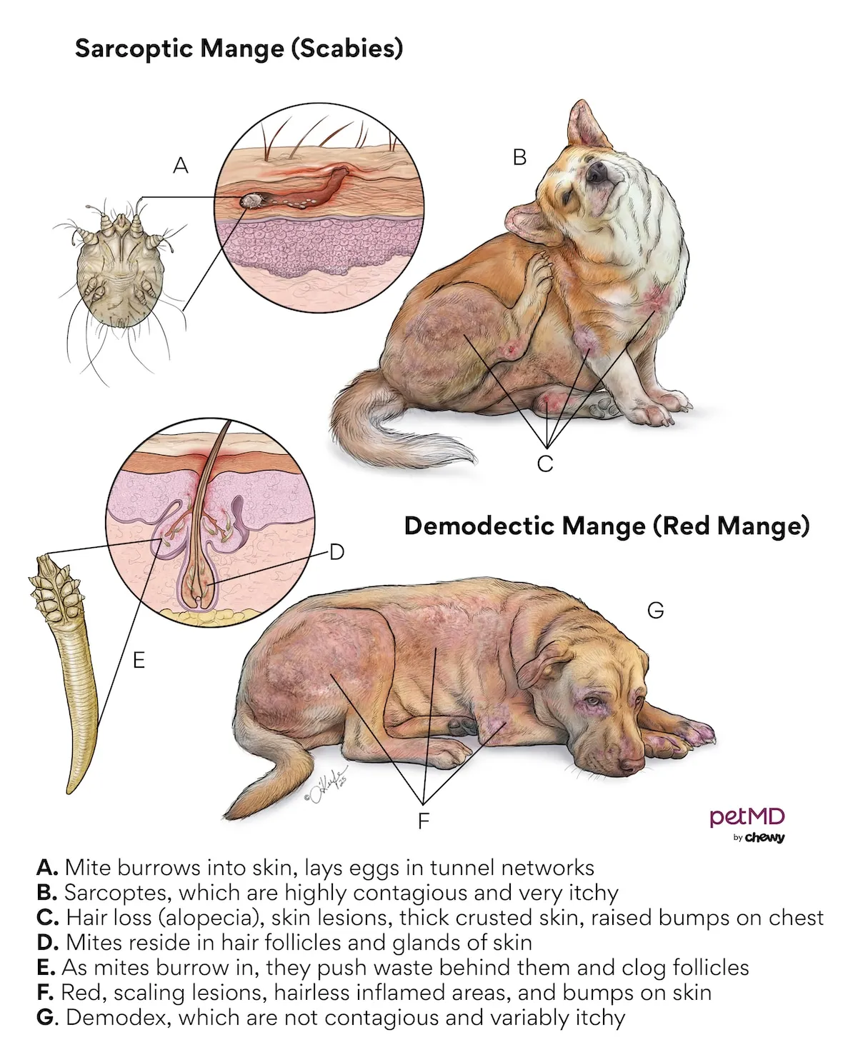 Microscopic view of a cigar-shaped Demodex canis mite, illustrating its appearance, commonly found in dog hair follicles.