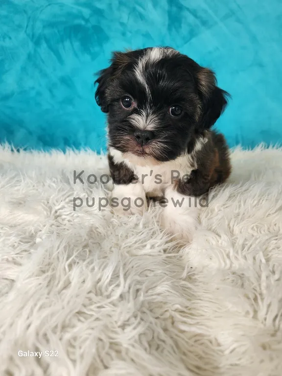 Midnight, a striking tri-colored male Teddy Bear puppy