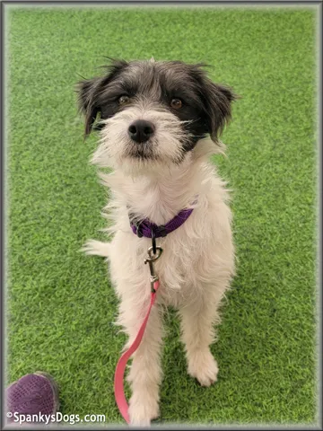 Milli - upcoming Jack Russell Terrier female