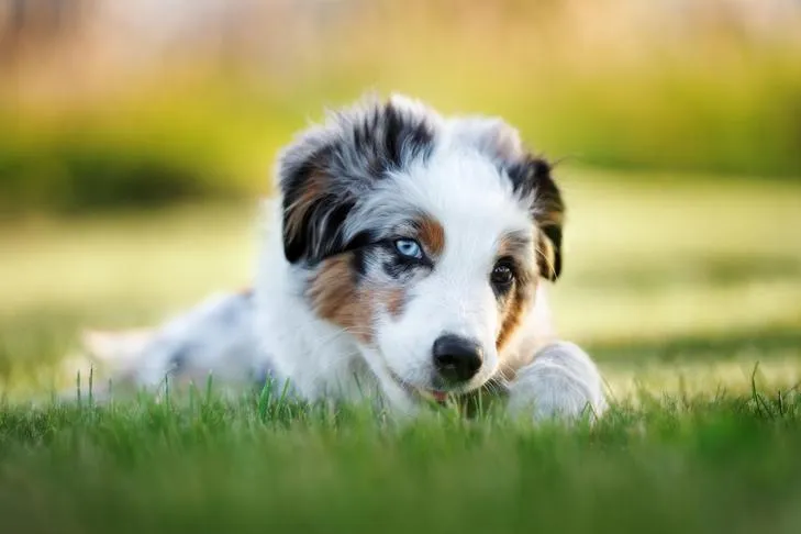 Miniature American Shepherd puppy chewing a treat, symbolizing healthy dog care to prevent worm transmission.