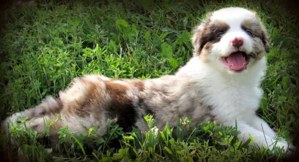 Miniature American Shepherd Puppy Ready for Adoption