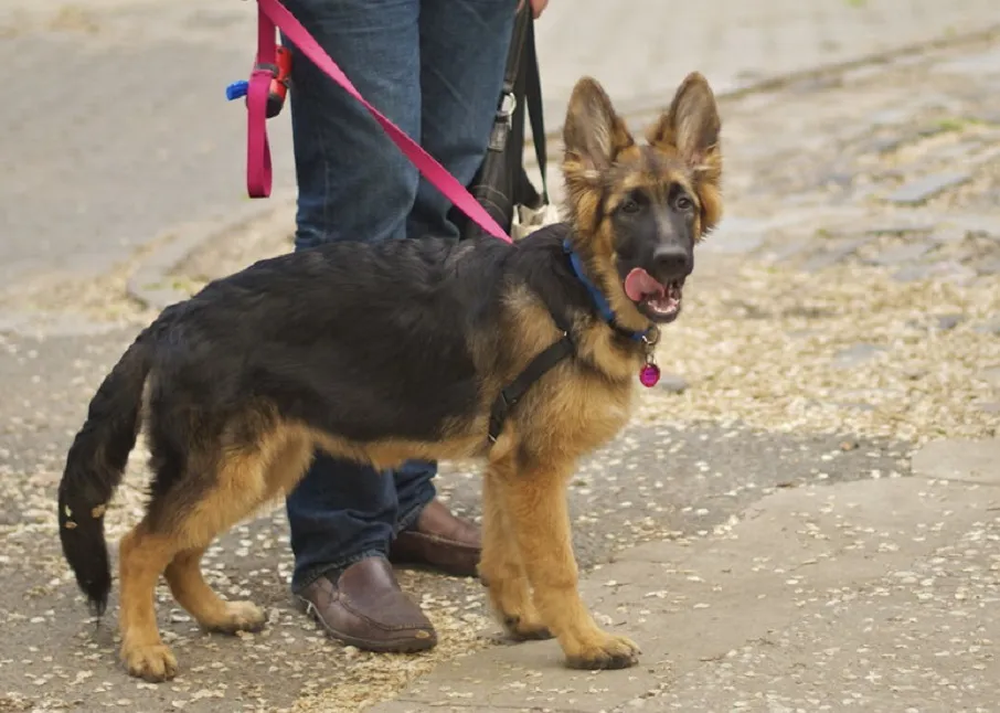Miniature German Shepherd