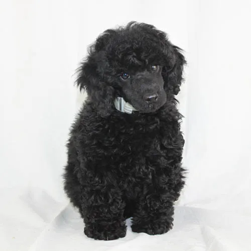 Miniature Poodle puppy sitting obediently