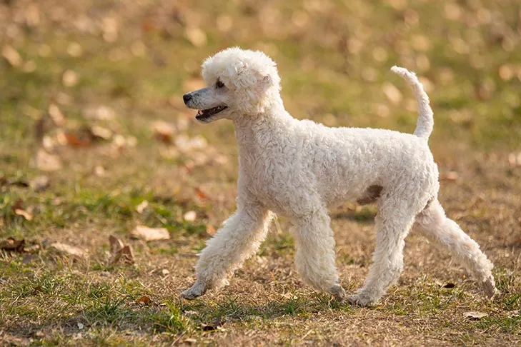 Miniature Poodle walking in the grass in the fall, showing off its iconic curly, non-shedding coat and graceful movement.
