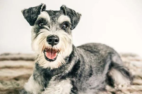 Miniature Schnauzer dog, a breed susceptible to congenital megaesophagus, looking bright and happy in an outdoor setting