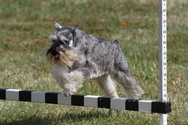 Miniature Schnauzer dog with a distinctive beard and eyebrows