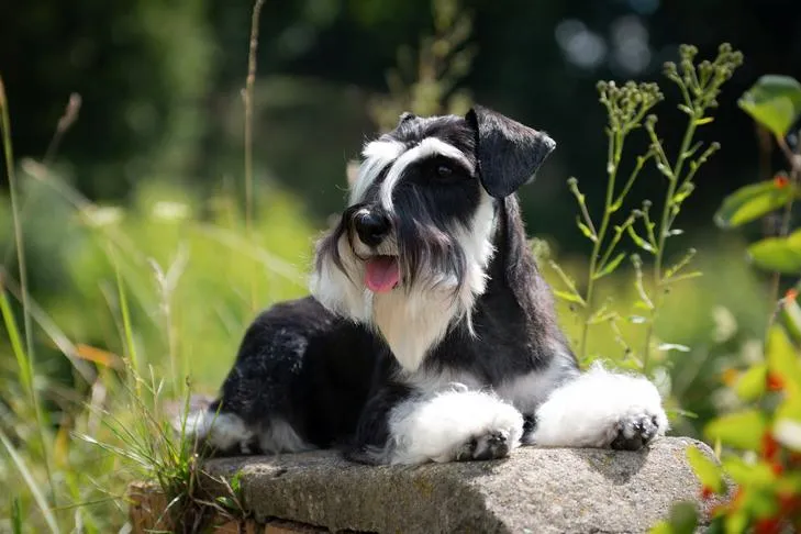 Miniature Schnauzer laying down outdoors, displaying its characteristic wiry, low-shedding coat and alert expression.