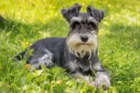 Miniature Schnauzer lying on grass, showcasing its distinctive beard and bushy eyebrows, known for being intelligent and energetic, suitable for apartment living and outdoor activity.