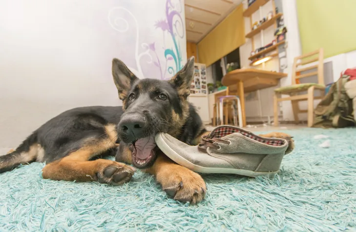 Mischievous German Shepherd puppy chewing on a forbidden shoe at home, highlighting the need for supervision and appropriate puppy chew toys.