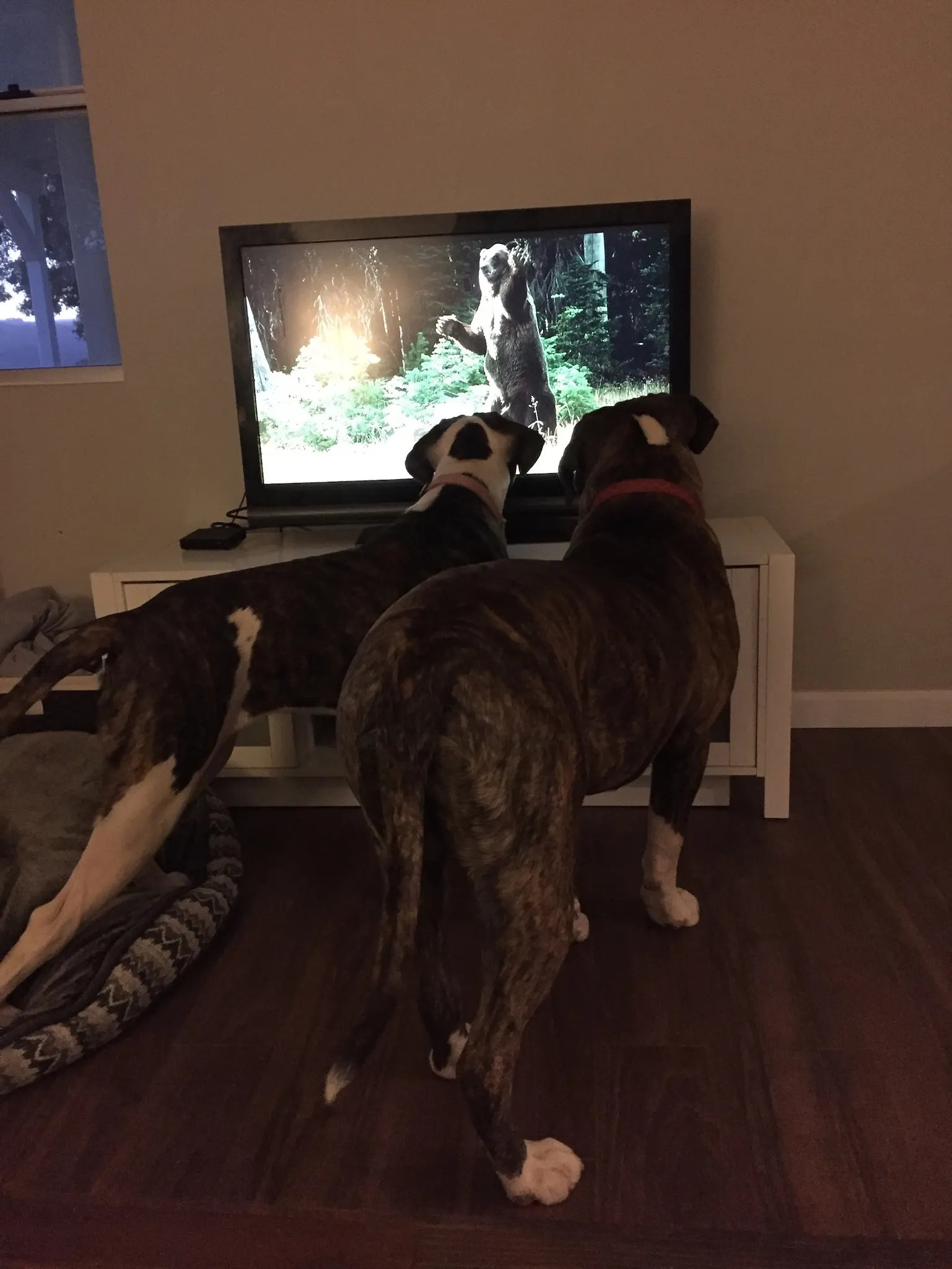 Mischievous Mastiff American Bulldog mix dogs, Jack and Macey, lounging near a sofa, hinting at the playful challenges of owning large, energetic puppies.