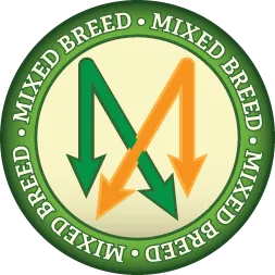 Mixed Breed Icon
