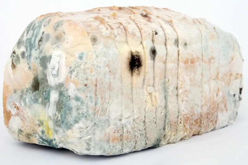 Moldy food in a garbage can, a source of dangerous mycotoxins for pets.