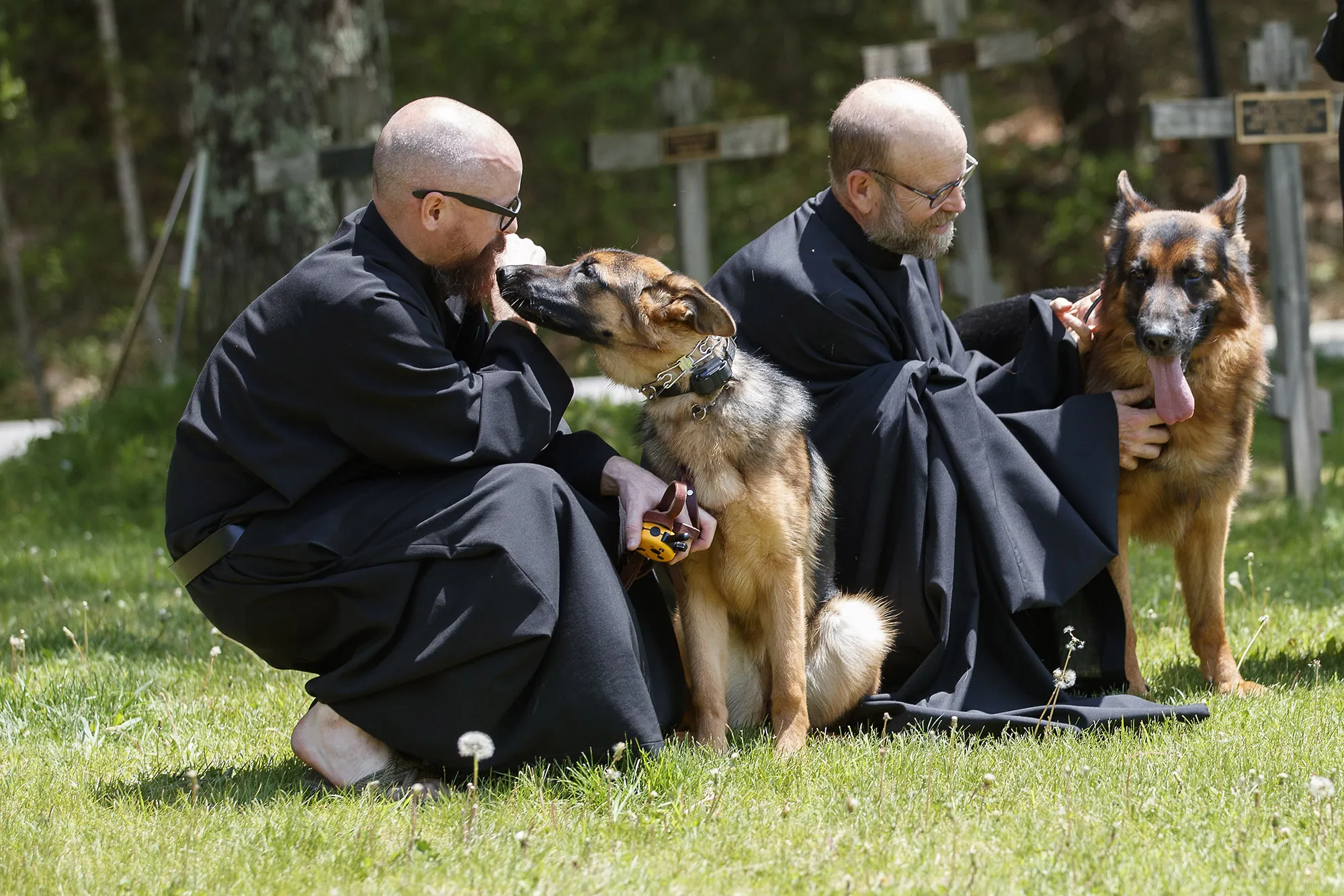 Monastery-bred German Shepherds showcasing their calm demeanor.
