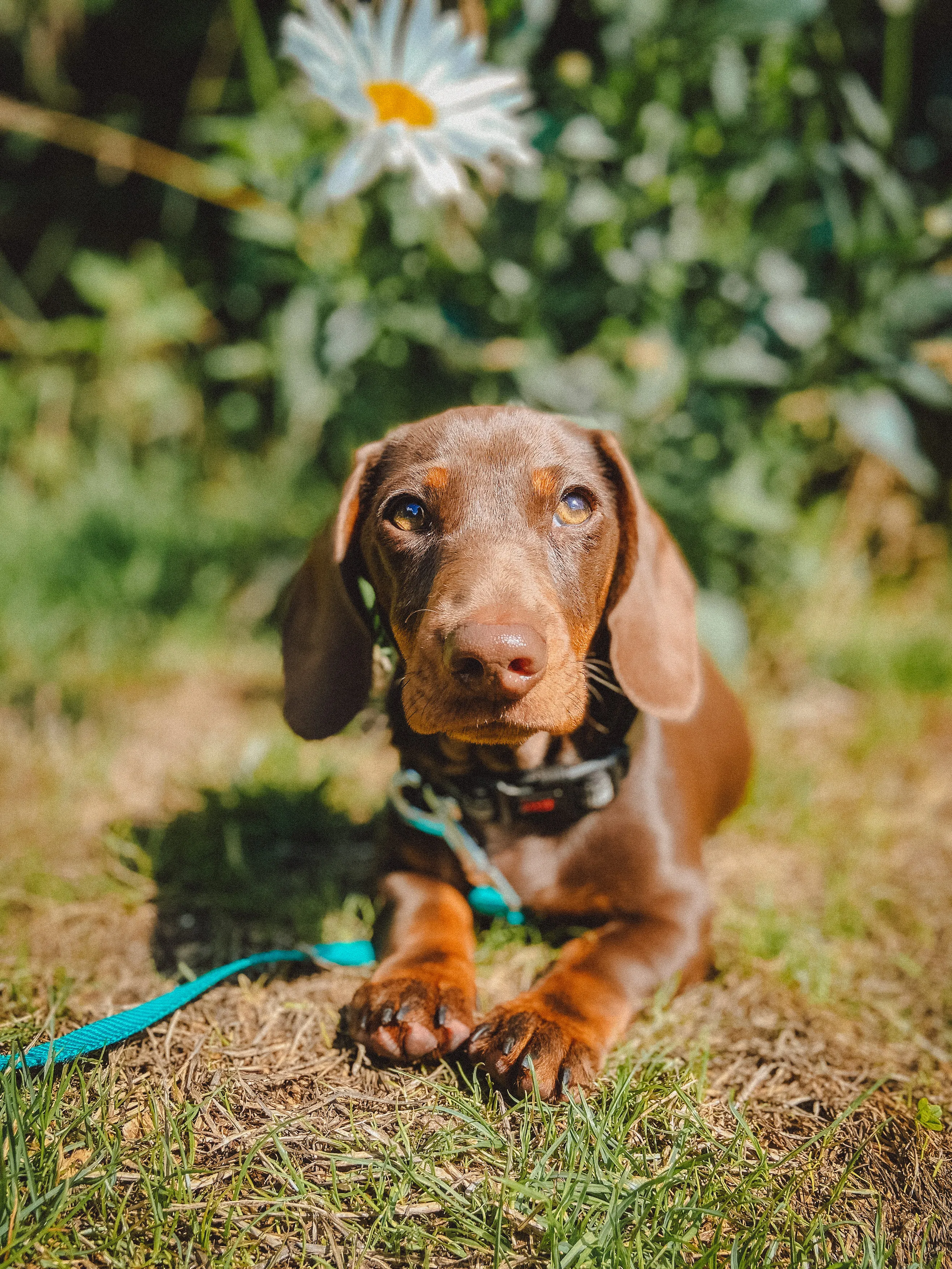 Monty, a contented fluffy dog, enjoying a deep nap after his fun day at Daily Dog Digs