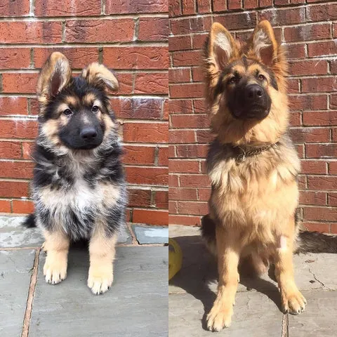 Monty the German Shepherd from a tiny pup to a playful 6-month-old