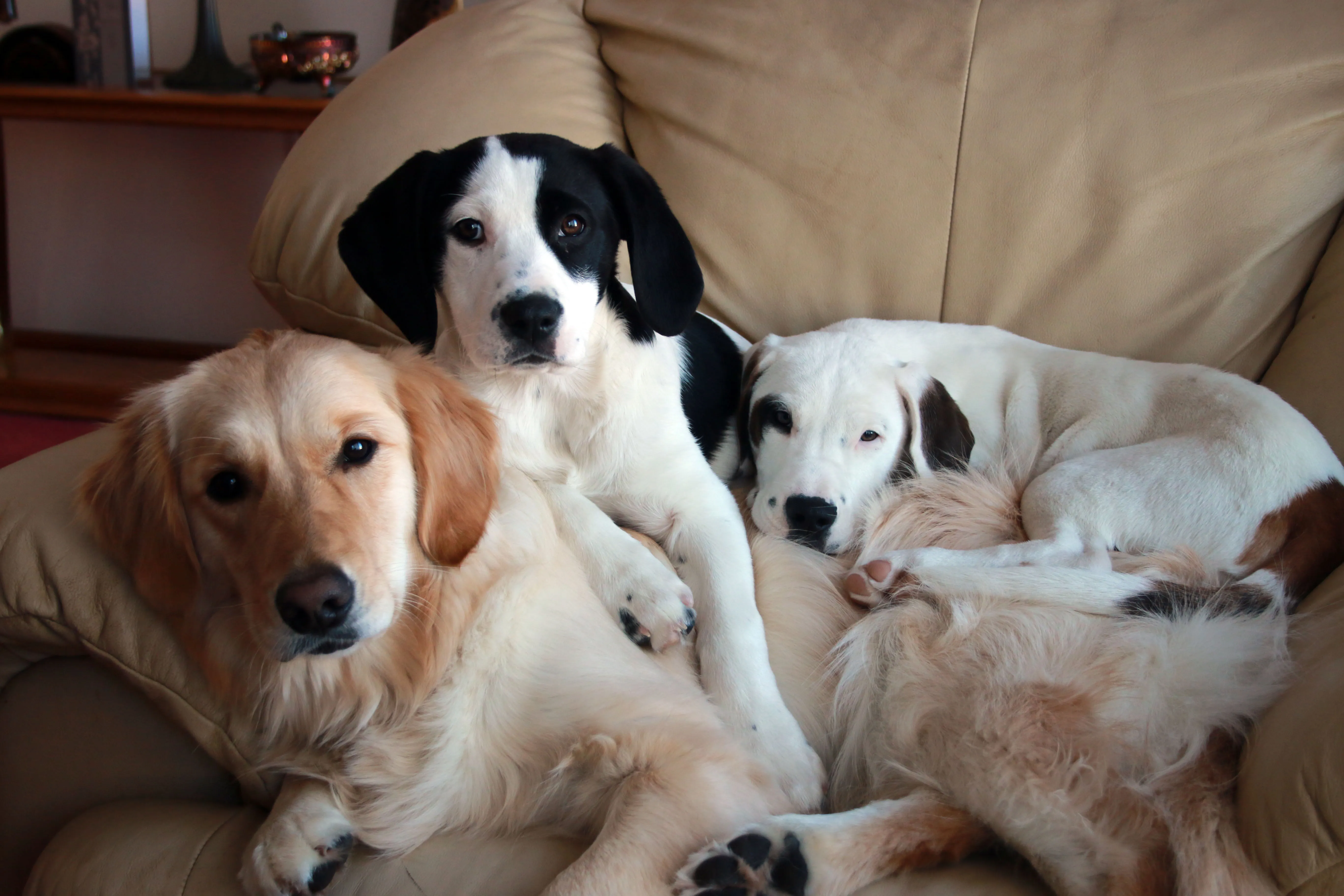 Mother dog with her puppies resting on a chair, receiving expert care from dedicated pet sitters