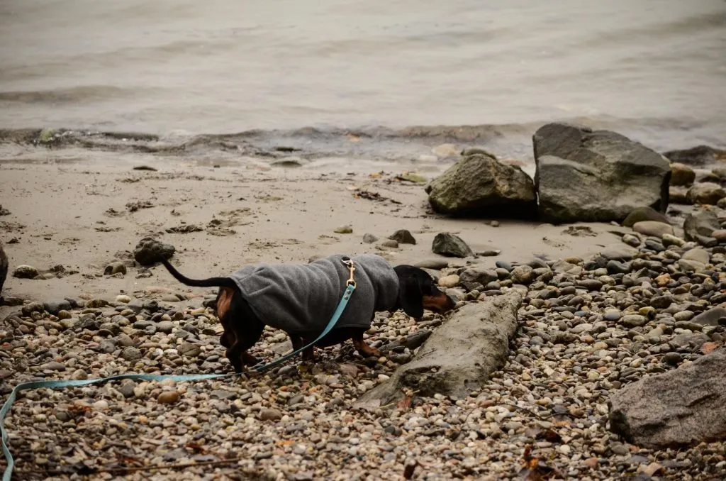 Multiple dogs calmly sharing scattered treats on the ground, showcasing effective treat distribution techniques in a walking dogs job.