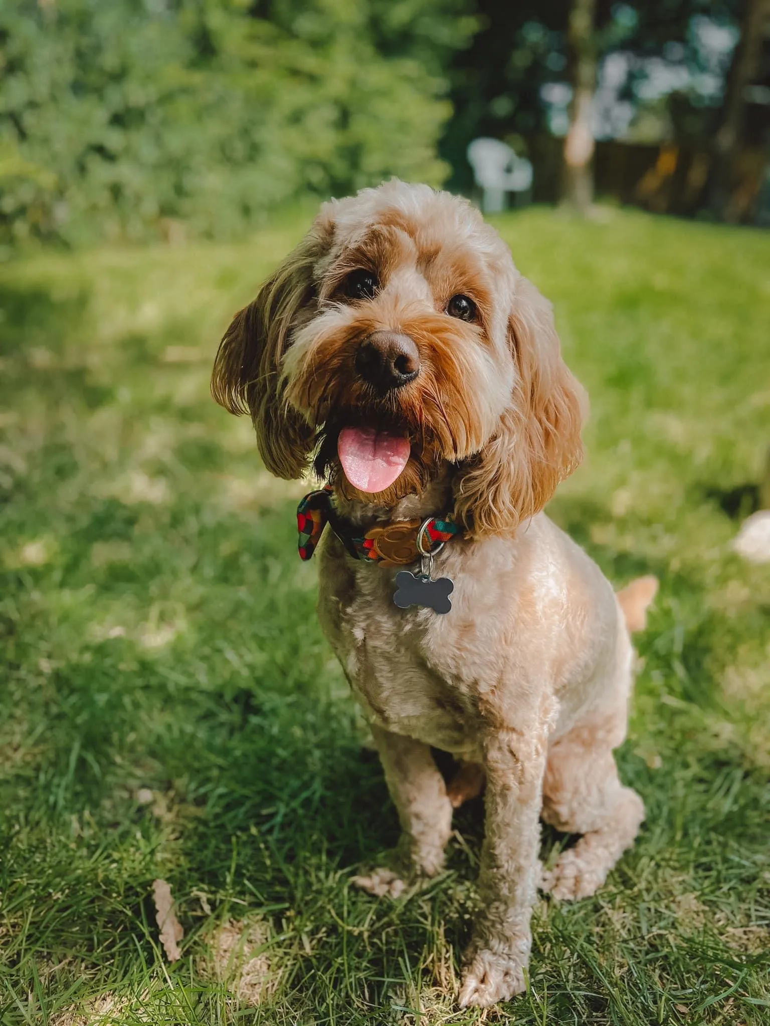 Murphy, an energetic dog, excitedly arriving for a fun-filled day at Daily Dog Digs