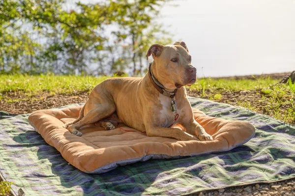 Muscular Pit Bull, a gentle and patient dog breed often misunderstood for home companionship