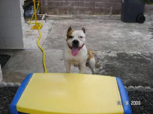 Nalu, a happy American Staffordshire Terrier, at 1 year old