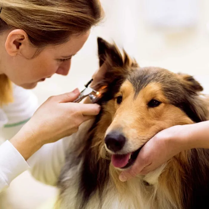 natural dog ear cleaner