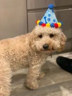 natural dog ear infection prevention