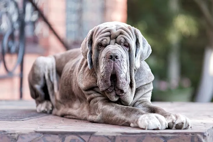 Neapolitan Mastiff laying down, its wrinkly appearance highlighting its history as a war dog and guardian.