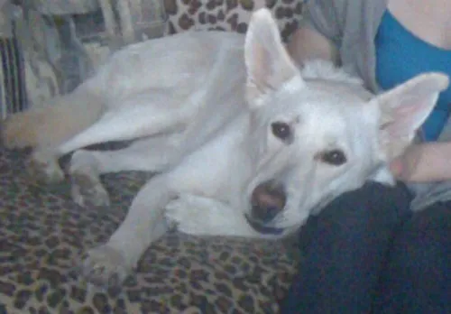 Nervous white German Shepherd Shiloh looking for a quiet home