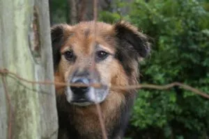 Nick looking out from a fence
