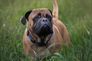 Noble Bullmastiff with a watchful expression, a protective and low-grooming companion.