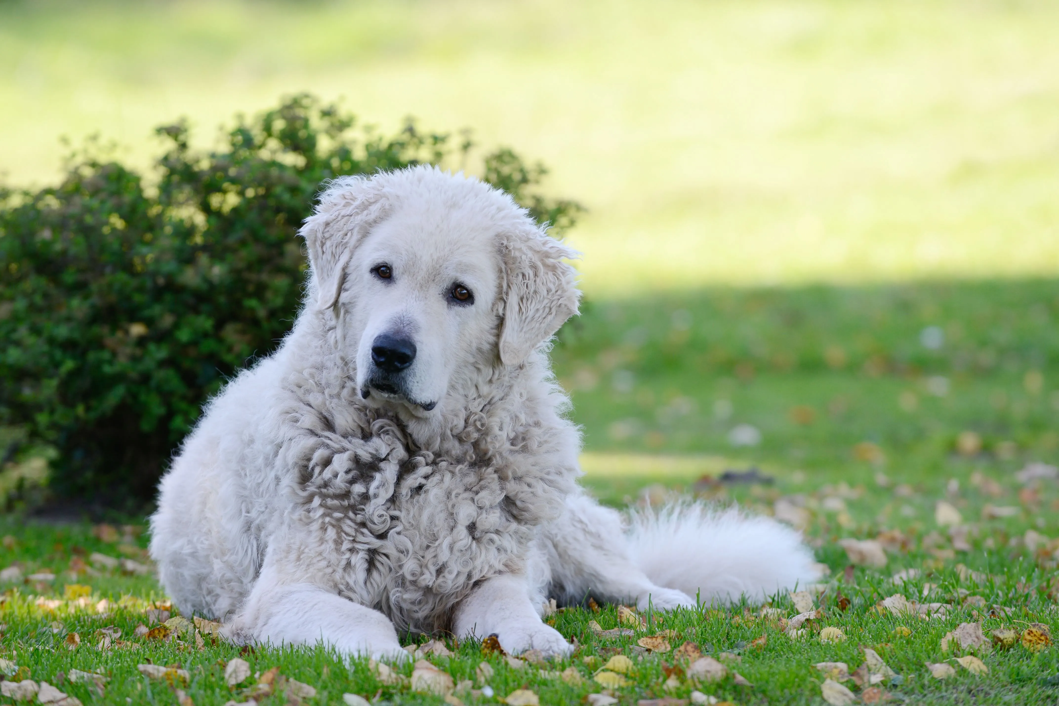 Noble white, curly-coated Kuvasz dog lying in shady grass, tilting its head inquisitively, a large and protective breed requiring early socialization