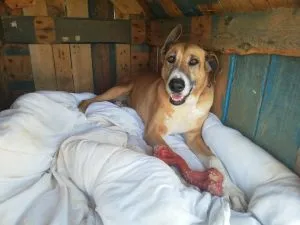 Nora, a large dog, happily carries the Nylabone, showcasing its ease of grip for big breeds