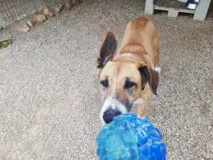 Nora plays with the KONG Rewards Ball, a durable and interactive treat-dispensing toy for large breeds