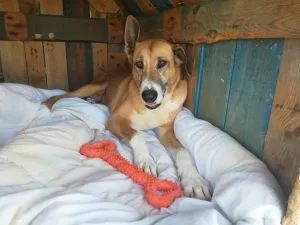 Nora the dog playing with an orange bone toy