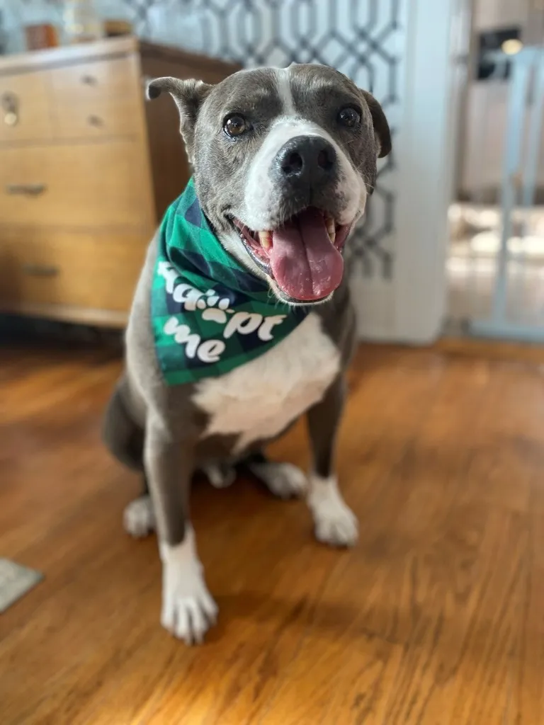 Norris, a 9-year-old 65-pound gentleman from Fort Lupton, CO, who loves routines, walks, and cuddles