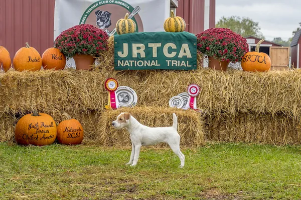 Northgate Brennan, 2021 JRTCA Reserve National Puppy Champion